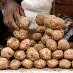 Sarit Saliman - Close-up potato land for sale - Uganda, Africa